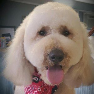 Meet your Posher, Casey